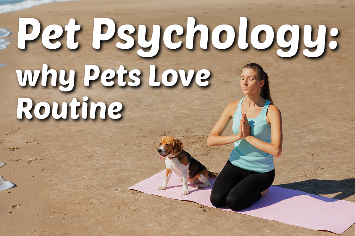 Why Pets Love Routine: The Psychology Behind Predictable Daily Care