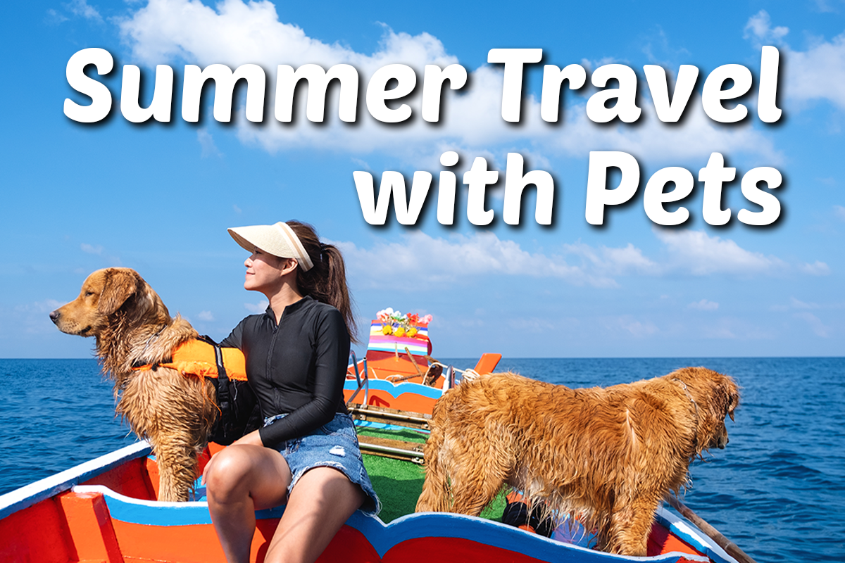 Summer Travel With Pets: How to Keep Dogs and Cats Calm on the Go
