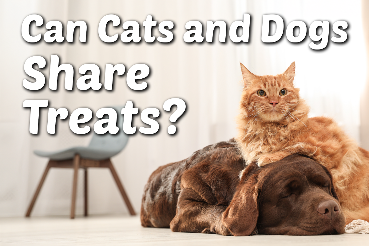 Can Dogs and Cats Share the Same Treat Routine? What Pet Parents Should Know