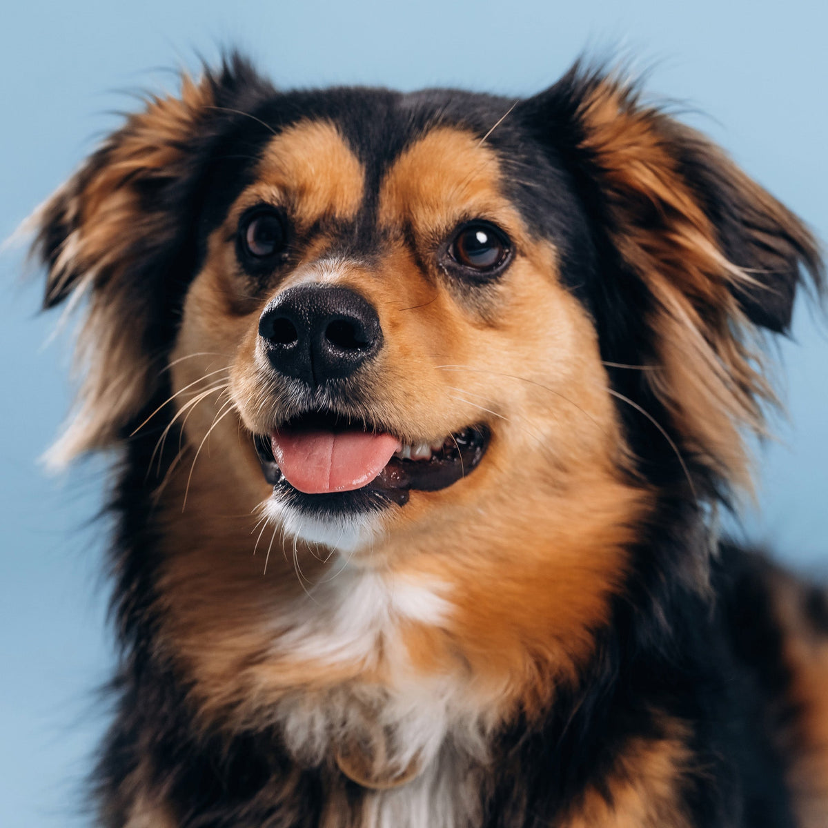 Dog Collection